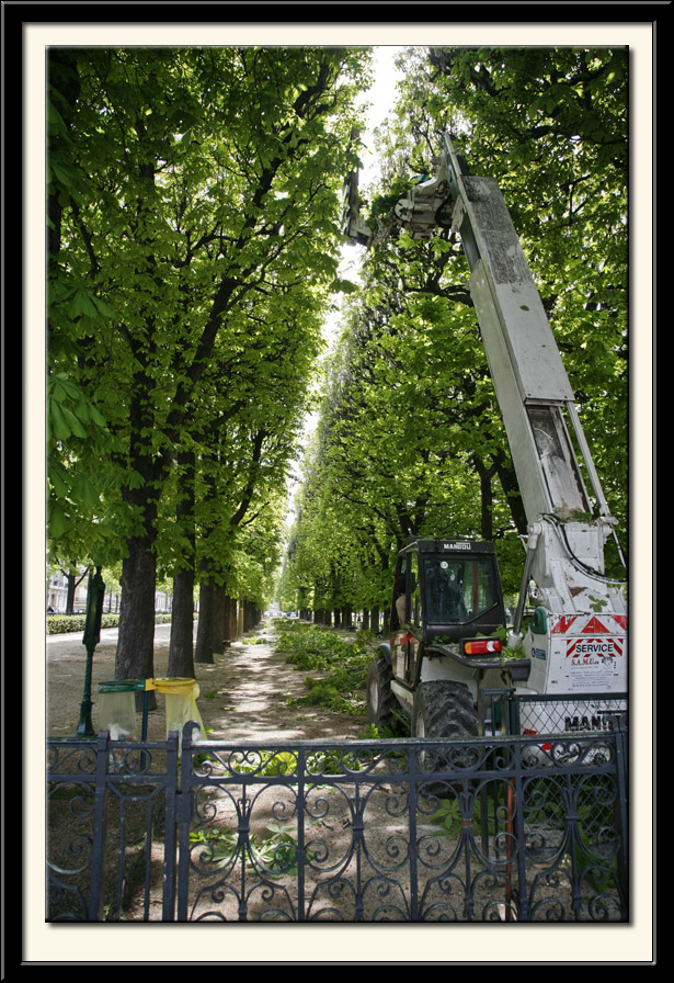 Tree Cutter at Work