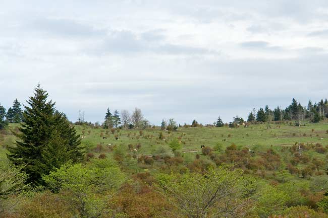 Grayson Highlands State Park 5