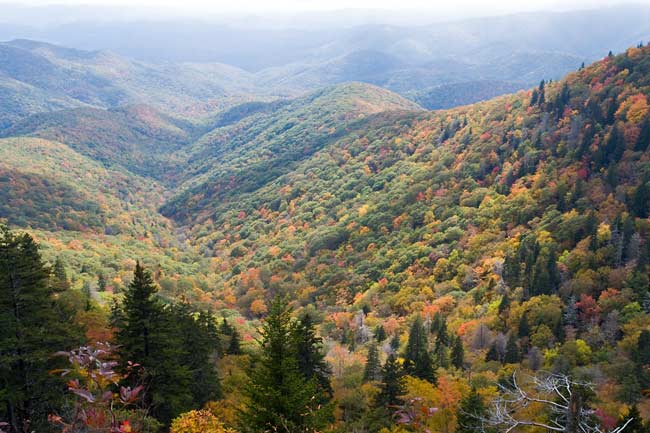 Pisgah National Forest 15
