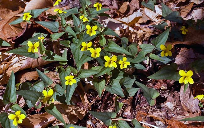 Halberdleaf Yellow Violet 1