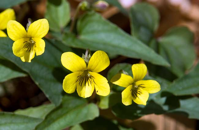 Halberdleaf Yellow Violet 2