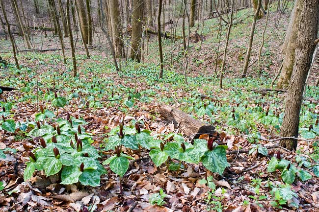 Chestnut Ridge Heritage Preserve 12