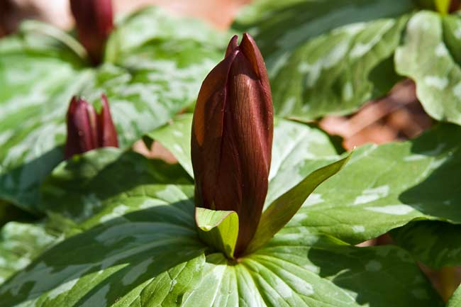 Toadshade Trillium 3