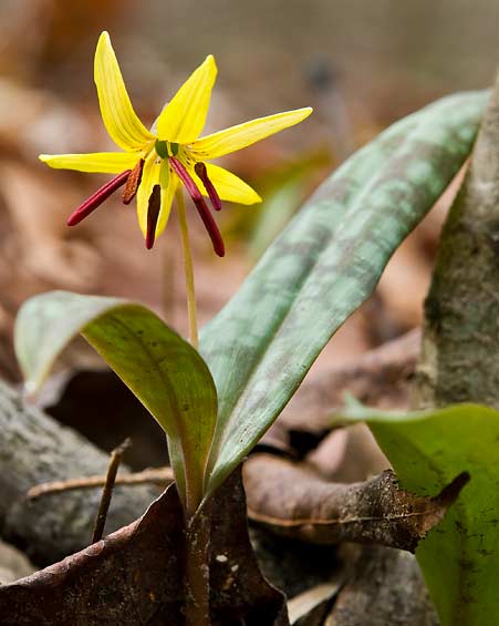 Trout Lily 4