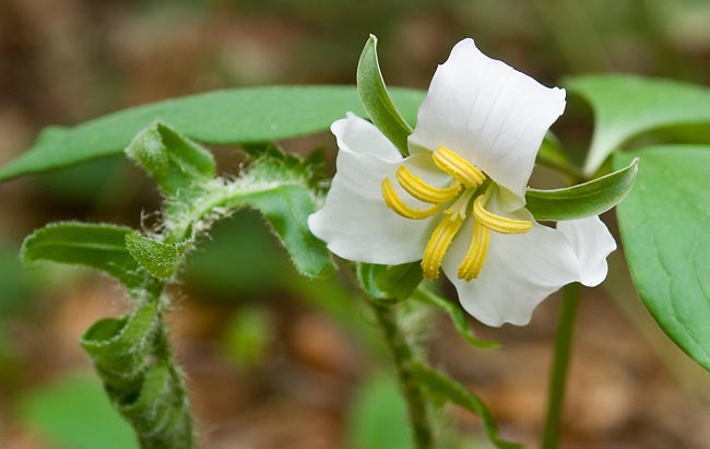 Catesbys Trillium 2