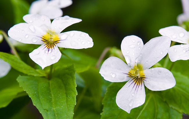 Canadian White Violet 2