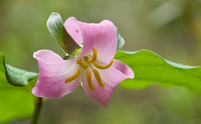 Catesbys Trillium 4