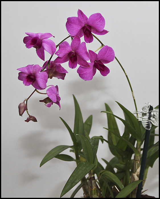 NewOrchid_3455.jpg