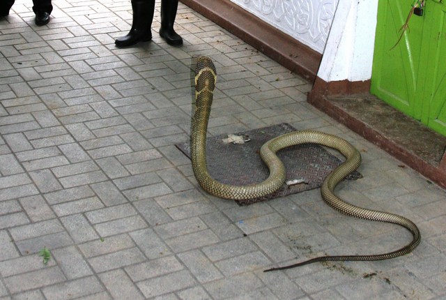 four meters long!!