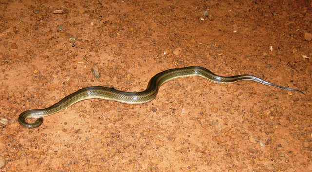 snake in the kitchen