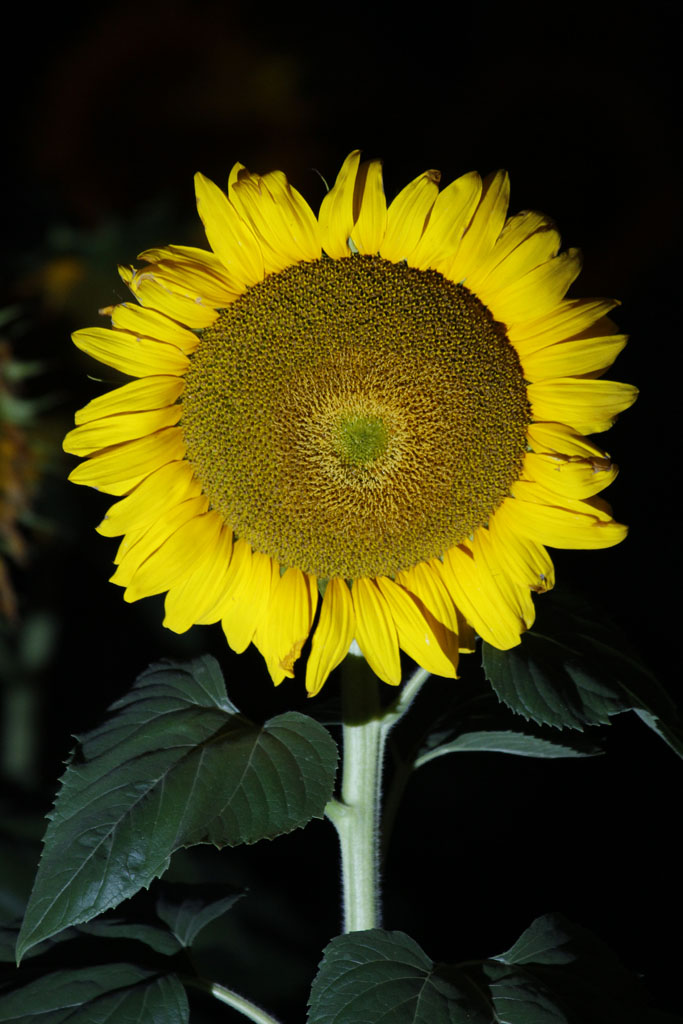 100131 Moon Sun Flowers 160.jpg