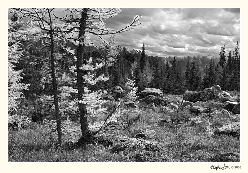 20080925_Golden_0055 BW.jpg