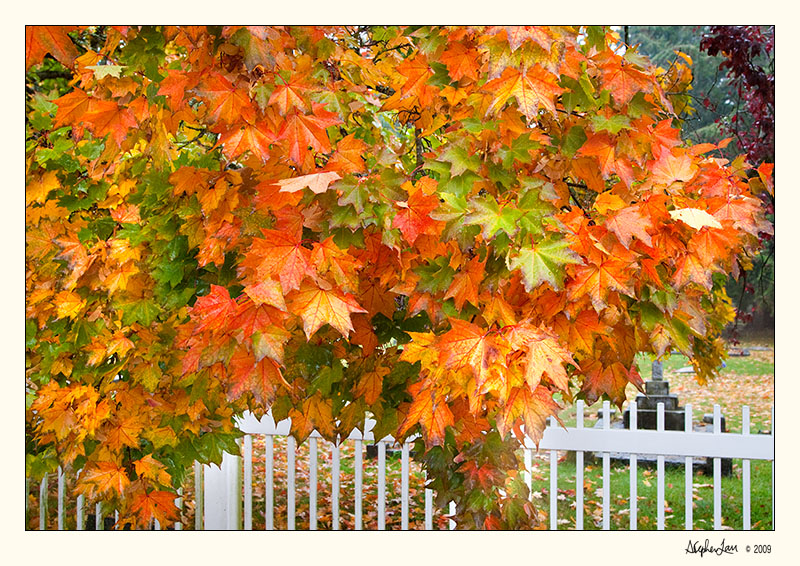 20091016_Victoria_0093.jpg