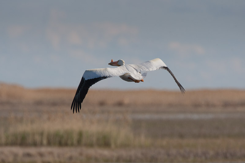 20110511_Bear River_0223.jpg