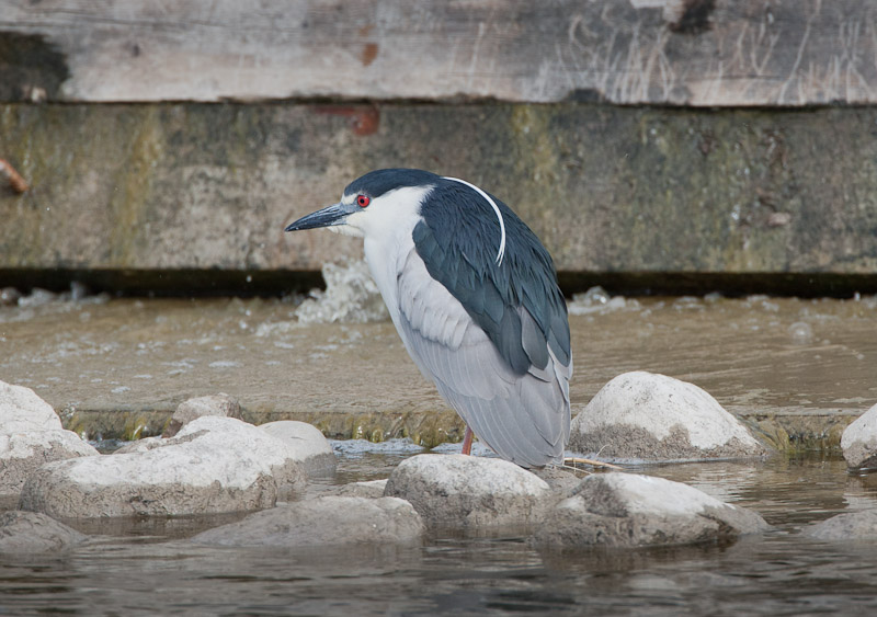 20110511_Bear River_0147.jpg