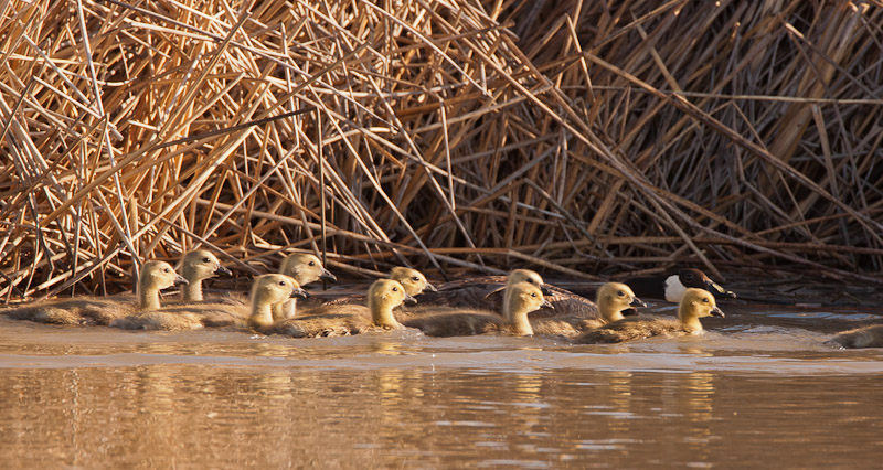 20110512_Bear River_0162.jpg