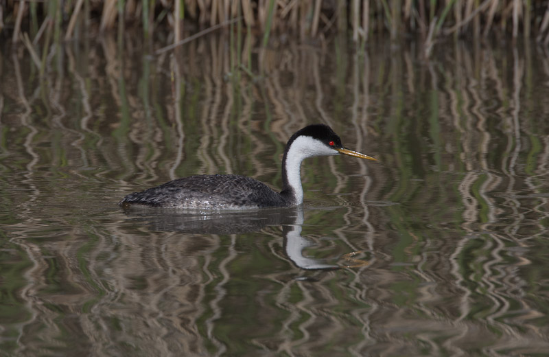 20110512_Bear River_0307.jpg