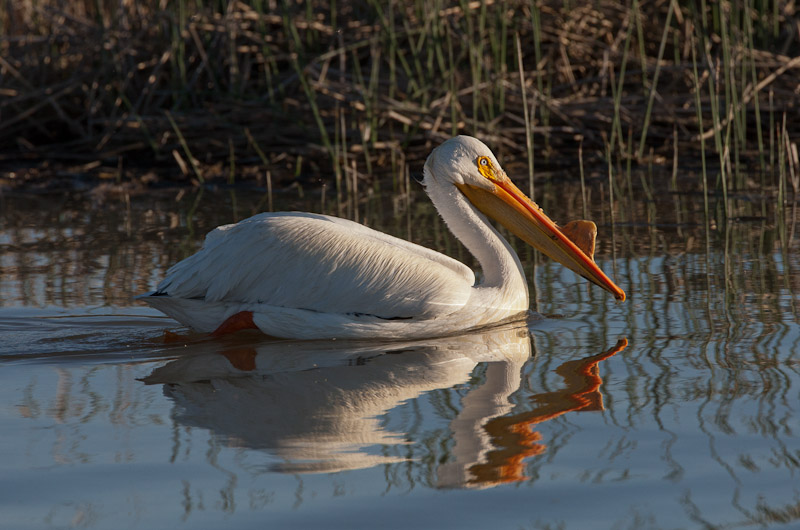 20110512_Bear River_0629.jpg