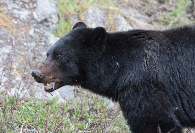 20110514_Yellowstone_0504.jpg