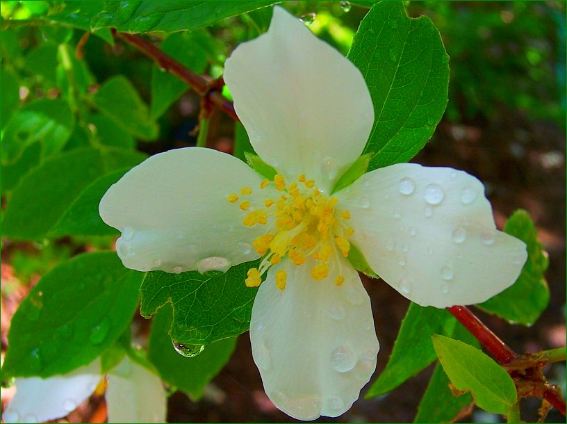 Mock Orange Drip