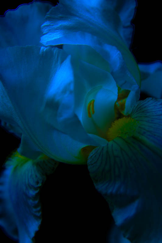 MidnightShade1