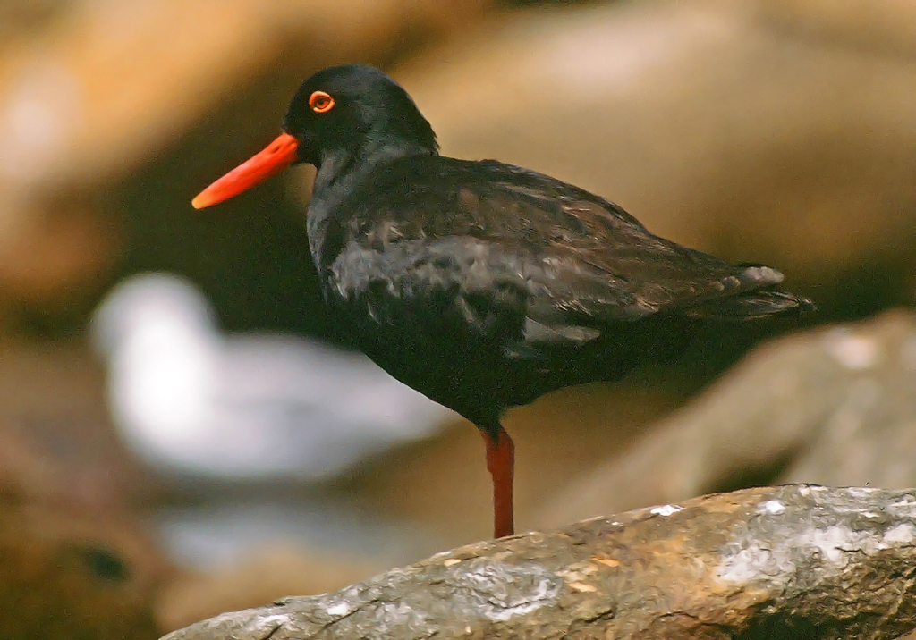 Haematopus moquini, African Black Oystercatcher