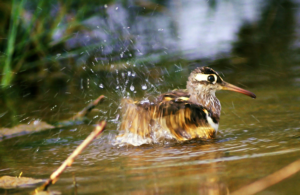 Rostratula benghalensis, Painted Snipe, male