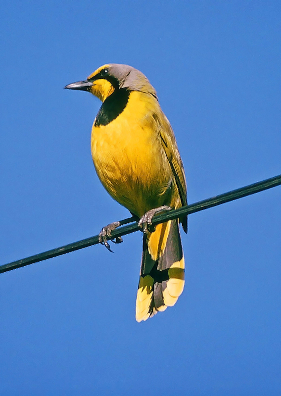 Telophorus zeylonus, Bokmakierie Bush-shrike