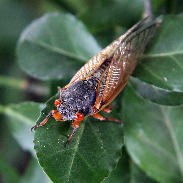 The Ugly Bug Ball