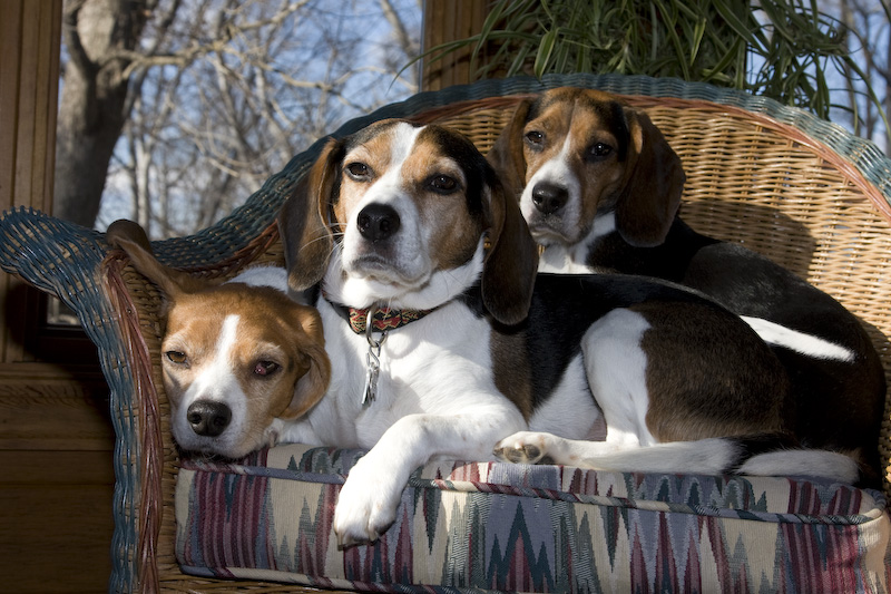 Dogs-12.jpg