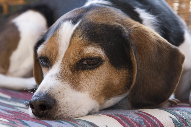 Dogs-14.jpg