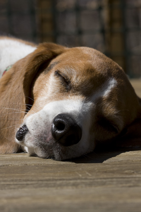 Dogs-16.jpg