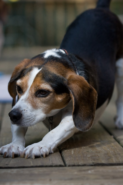 Dogs-25.jpg