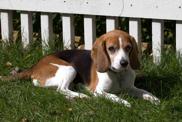 Dogs-27.jpg