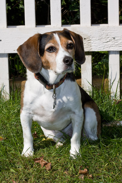 Dogs-28.jpg