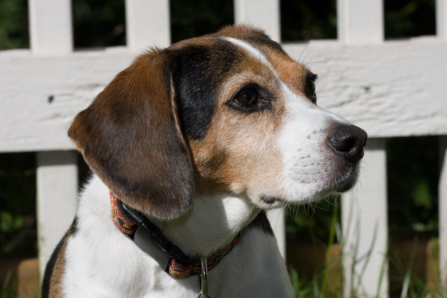 Dogs-29.jpg
