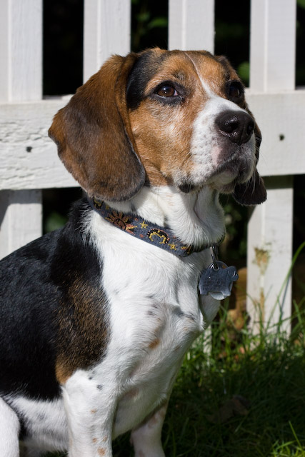 Dogs-31.jpg