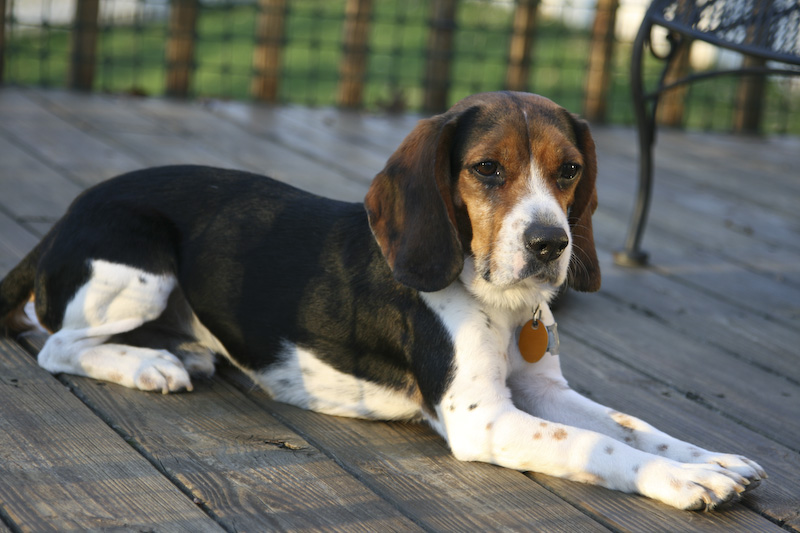 Dogs-5.jpg