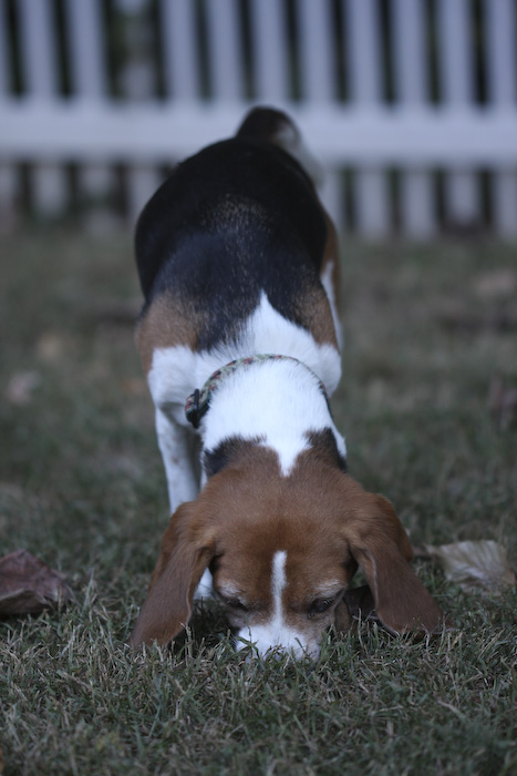 Dogs-9.jpg
