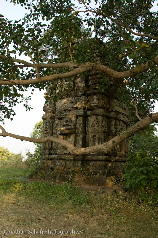 Bandhavgarh National Park-227.jpg