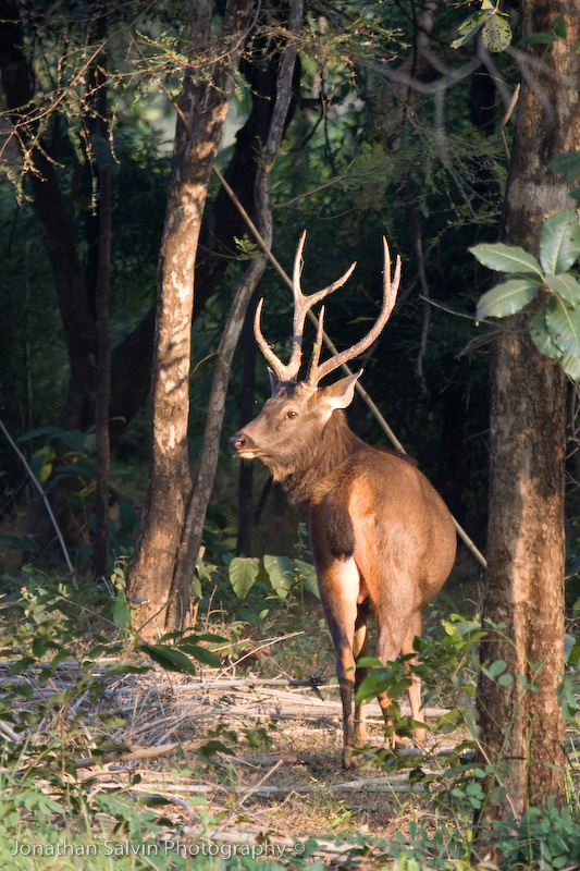 Bandhavgarh National Park-418.jpg