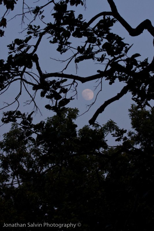 Bandhavgarh National Park-444.jpg