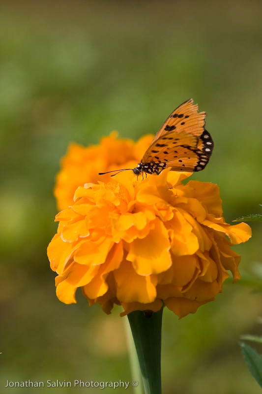 Bandhavgarh National Park-69.jpg