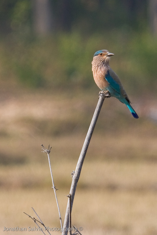 Bandhavgarh National Park-99.jpg