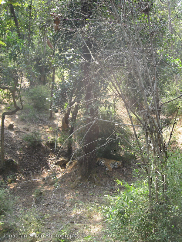 Bandhavgarh Tigers-176.jpg