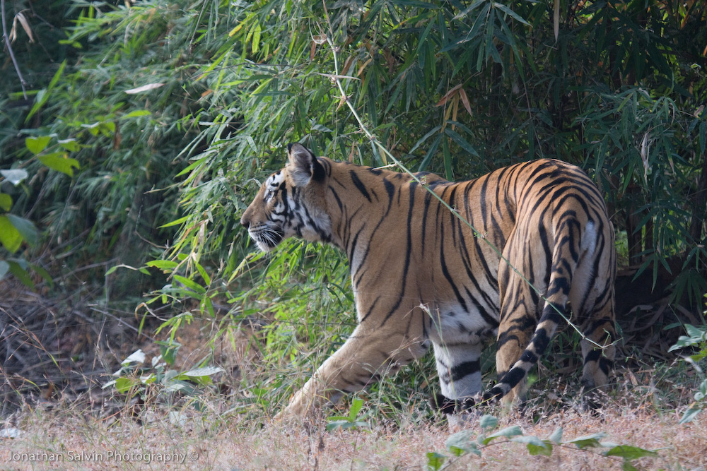 Bandhavgarh Tigers-239.jpg
