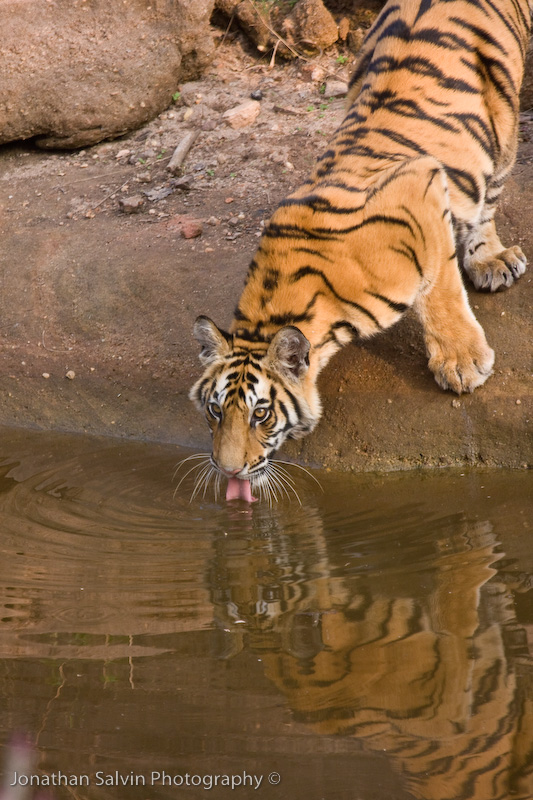 Bandhavgarh Tigers-46.jpg