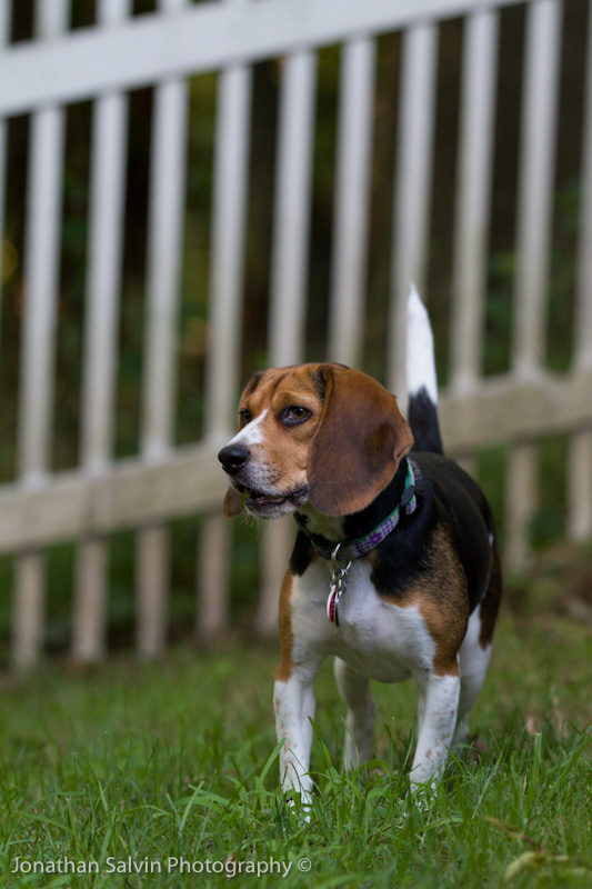 Violet 2010-171.jpg