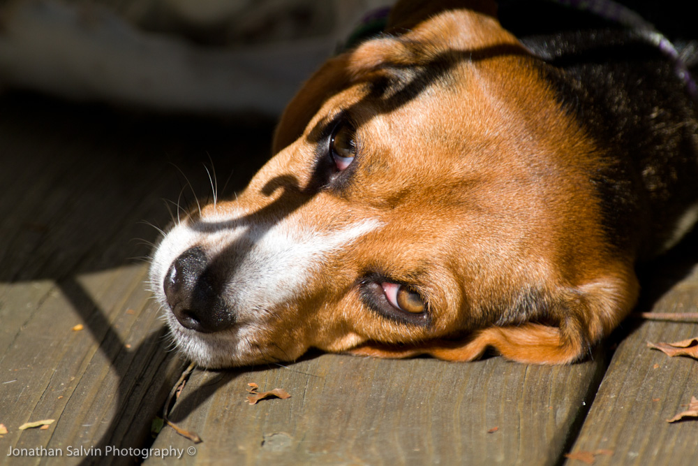 Violet 2010-236.jpg