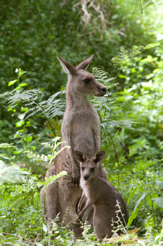 Australia-1281.jpg